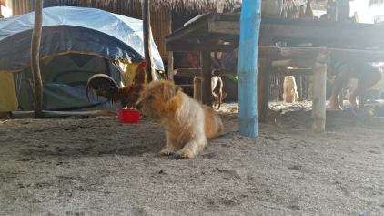 10606158_10152620027405100_3247774742916094761_n