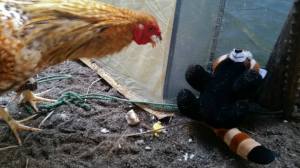 10672419_10152620028190100_645198320154023808_n