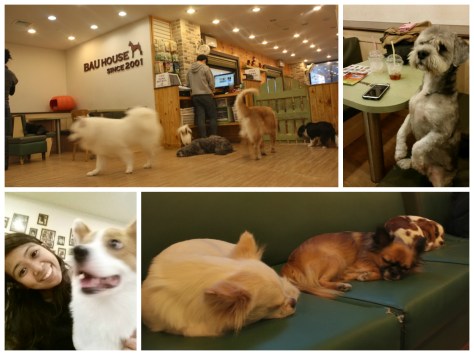 Dog Cafe