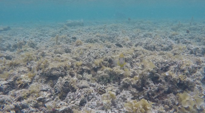 [Cebu] ~ Bantayan in Sky and Sea