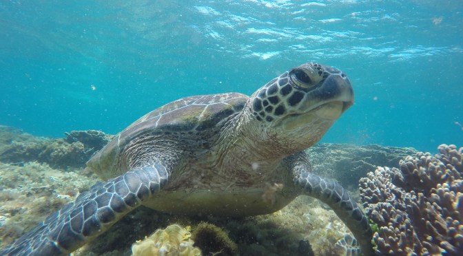 [Negros Oriental] ~ Turtle and hammock days in Dauin